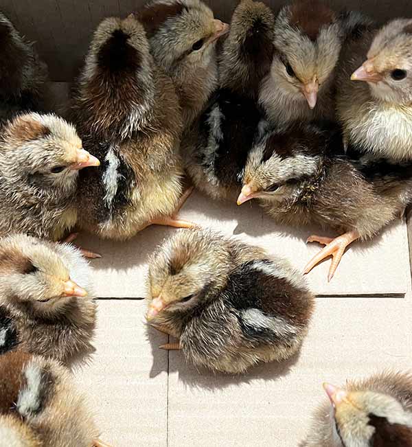 Photo of day old Dorking chicks in a cardboard box