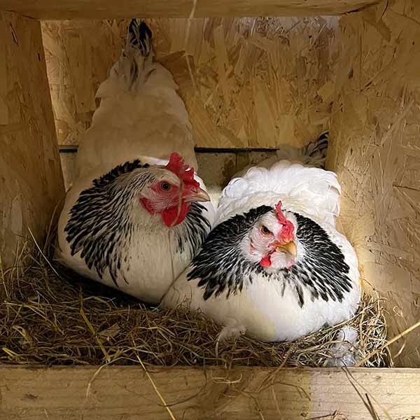 two light sussex hens in a nesting box