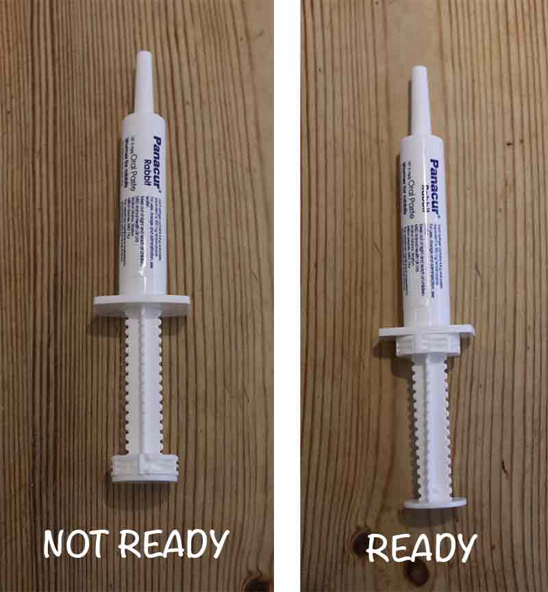 photo of two rabbit panacur syringes, one ready and one not ready