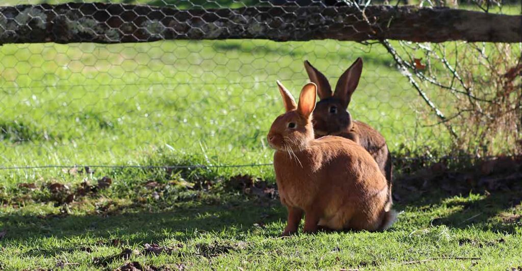 Photo of two rabbits in a shady paddock