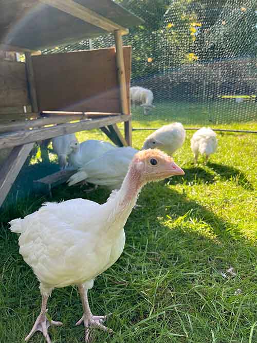 photo of six week old turkey poults on pasture