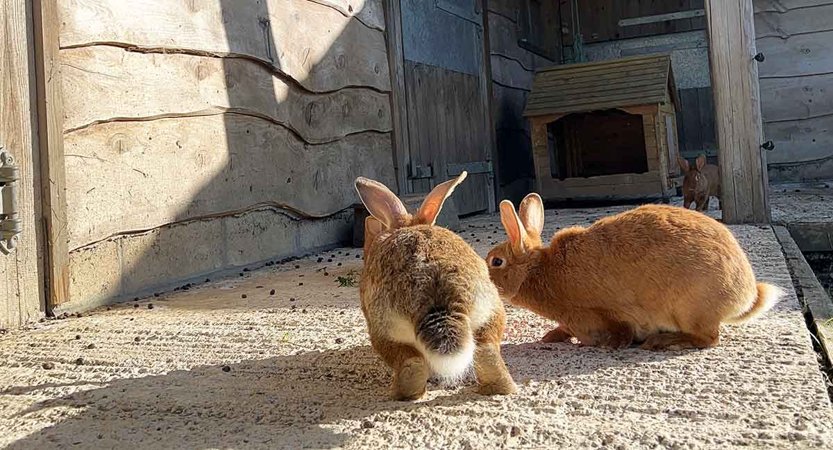 Video Rabbit Conten Colony Vs Cage - Which Is Best For Rabbits? - Just A few rabbits