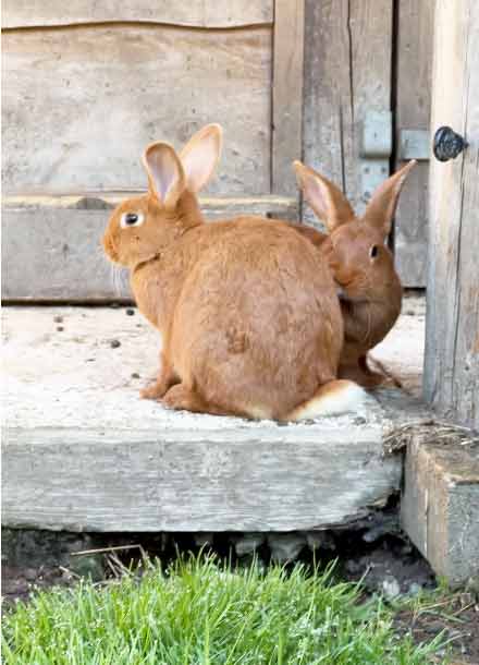 two New Zealand Red rabbits sitting on the verandah in a stable yard