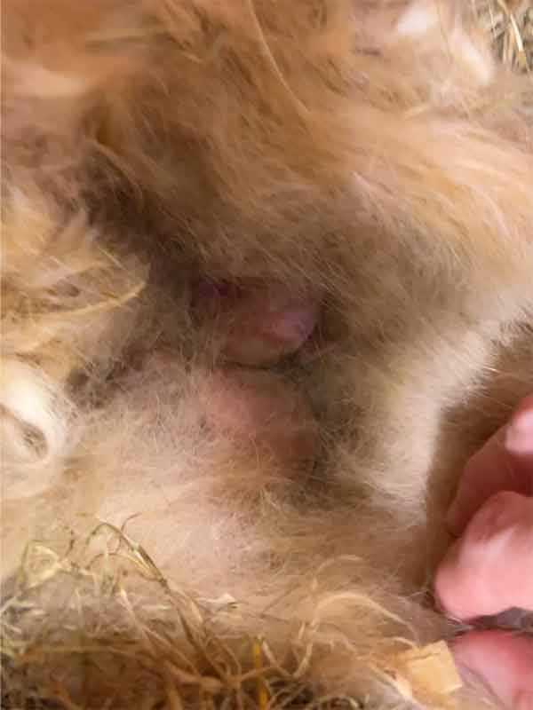 photo of a fur lined rabbit's nest with new born rabbit kits