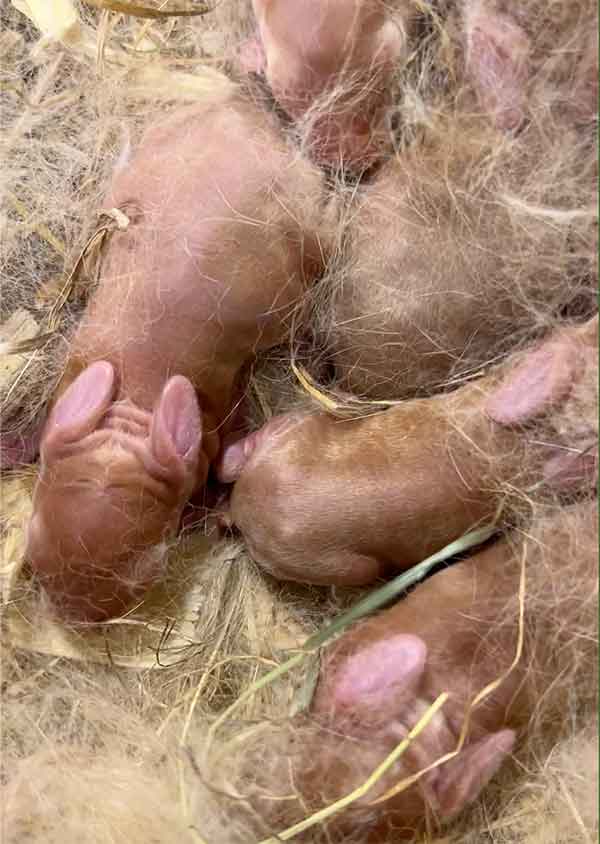 photo of newborn baby rabbits showing full tummy of a kit that has been fed